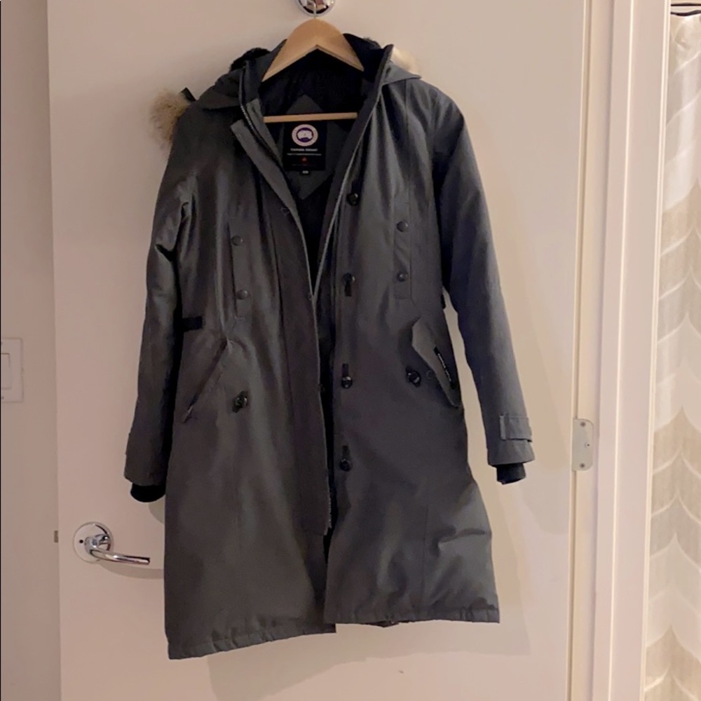 Grey Canada Goose